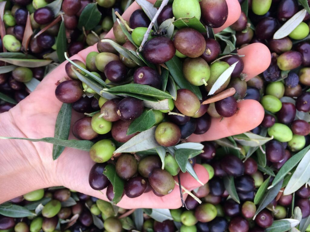 olive harvest teramo