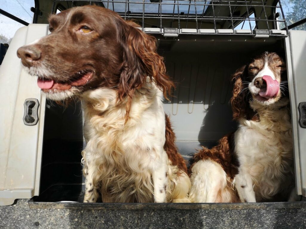 truffle dogs abruzzo