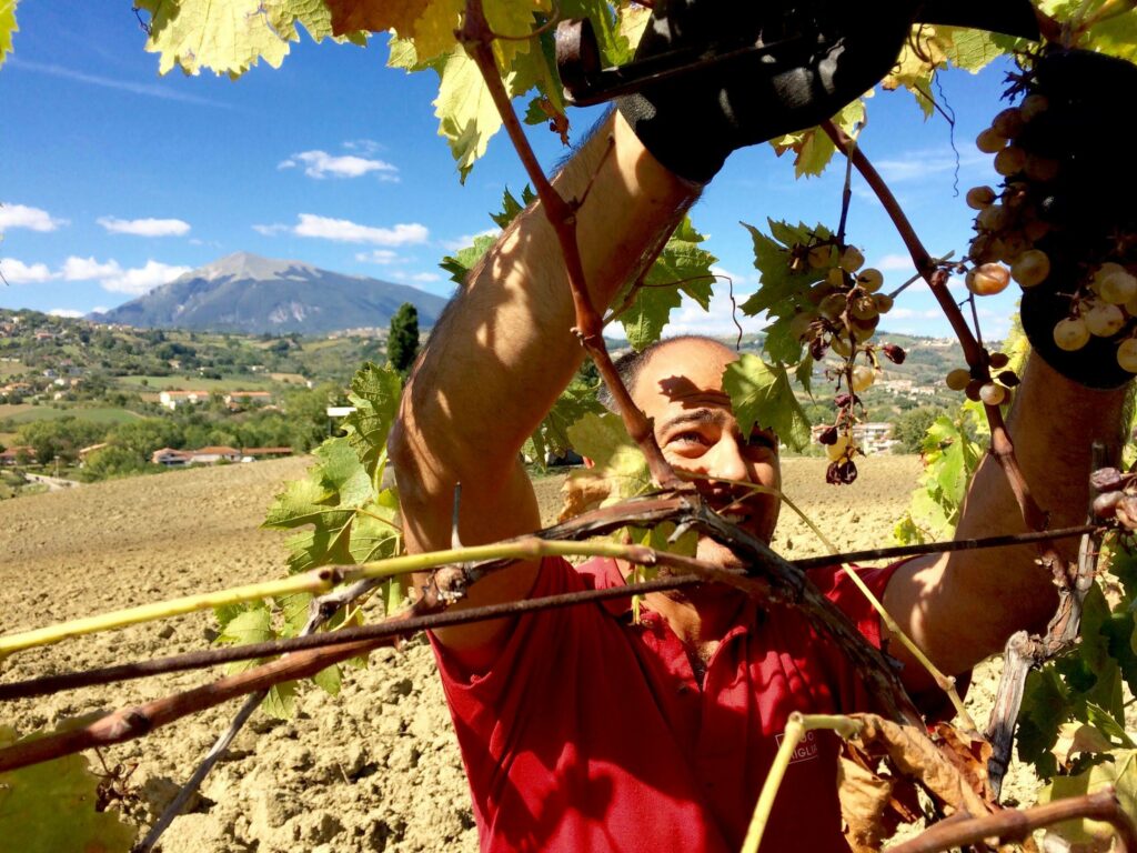 grape harvesting abruzzo