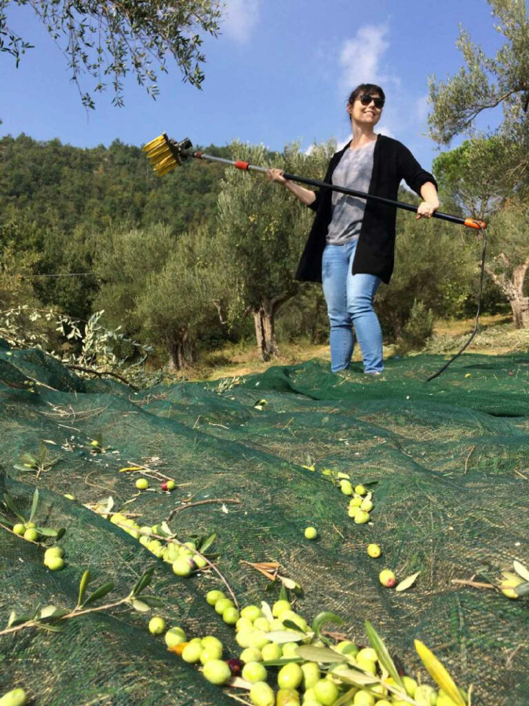 olive harvest tour abruzzo