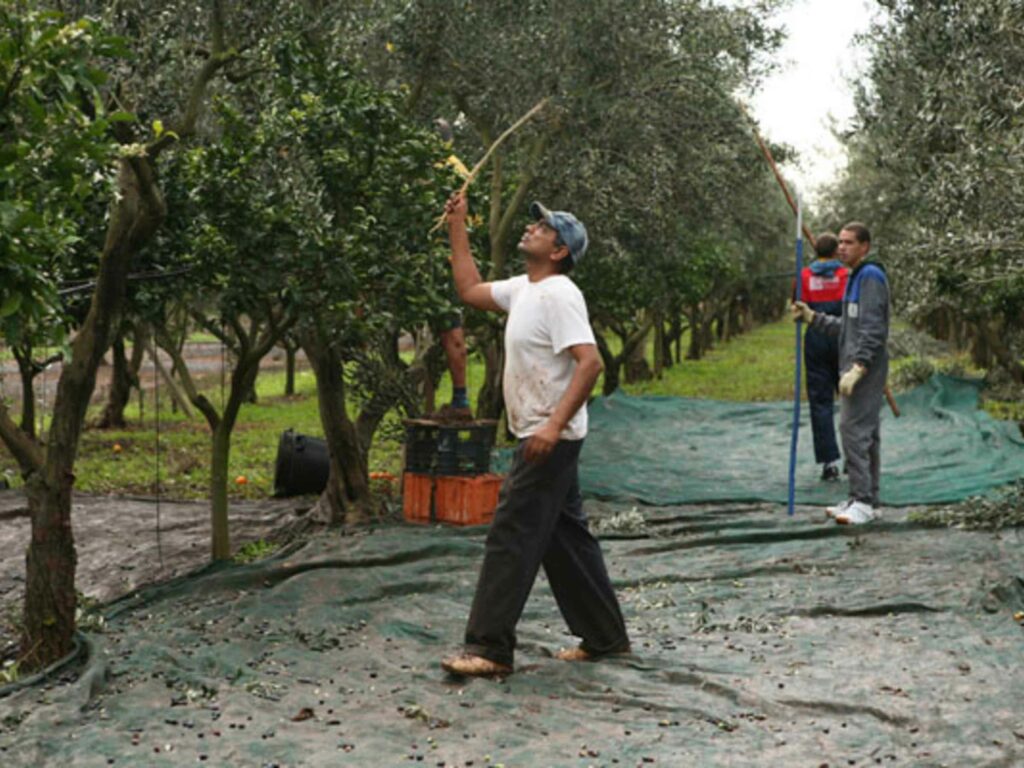 olive harvest by sticks