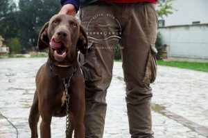 italian truffle dog