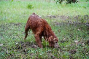 truffle hunting dog in action