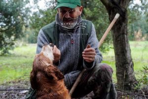 truffle hunter and dog in action