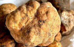 most expensive white truffle