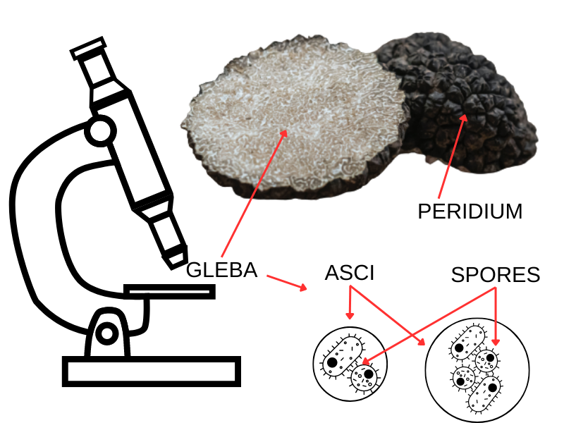 The Complete Truffle Guide in Italy