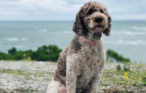 italian truffle hunting dog