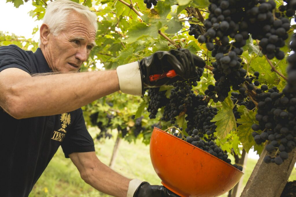 grape harvest abruzzo