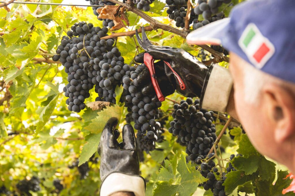 grape harvest abruzzo