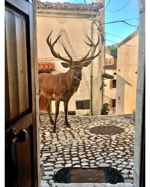 Deer at Civitella Alfedena