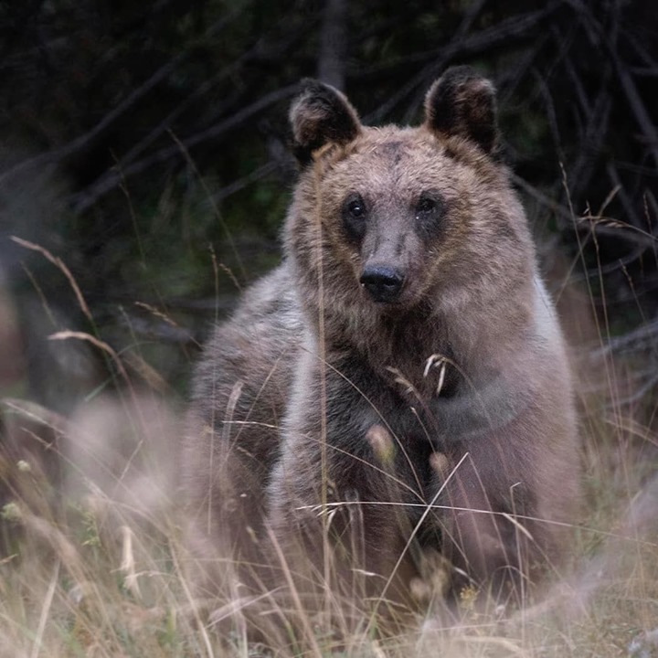 Abruzzo brown bear