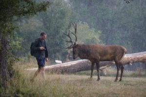 deer spotting abruzzo