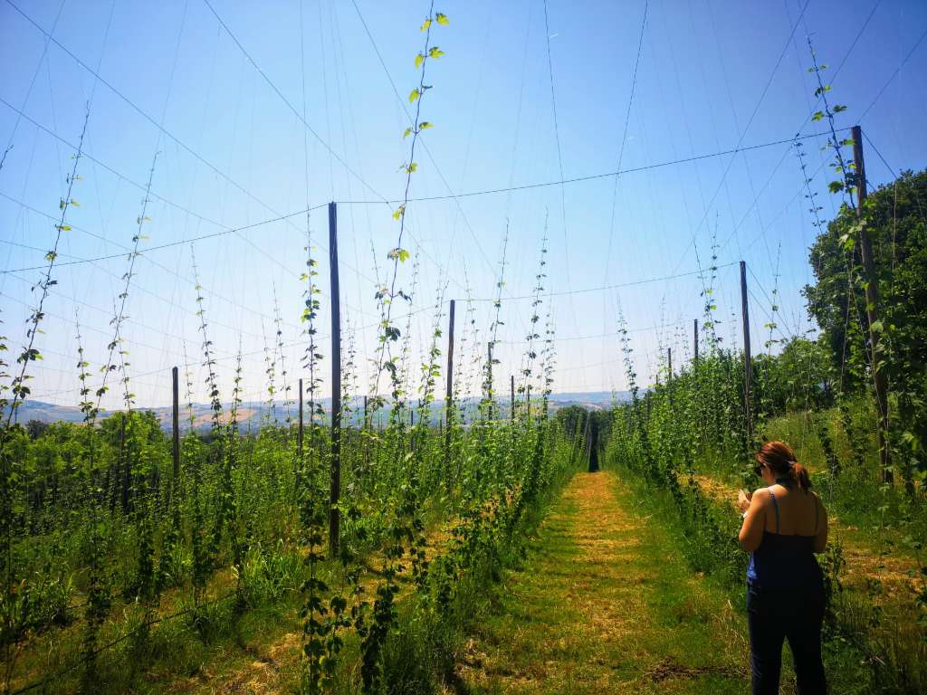 hops farm abruzzo