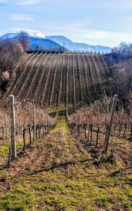 margiotta winery peligna valley