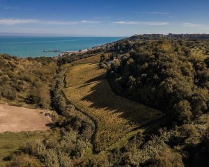 olivastri tommaso vineyards abruzzo