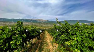 cataldi madonna vineyards ofena