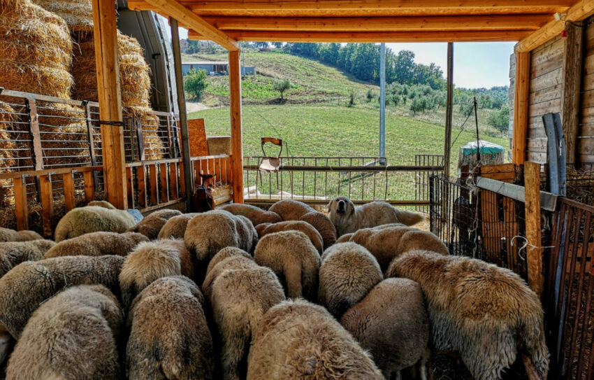 Cheesemaking in Italy’s Abruzzo Region | Experience BellaVita