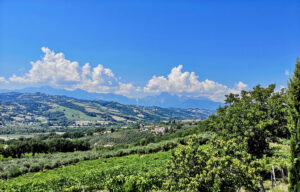 Beautiful landscape of vineyards and hills from the Abruzzo region of Italy