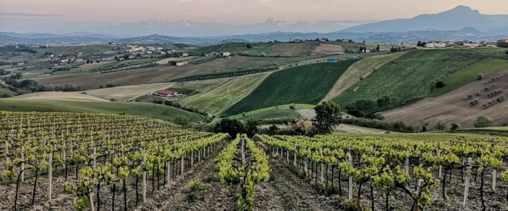 Abruzzo Wins The Prestigious Wine Star Award As Wine Region Of The Year ...