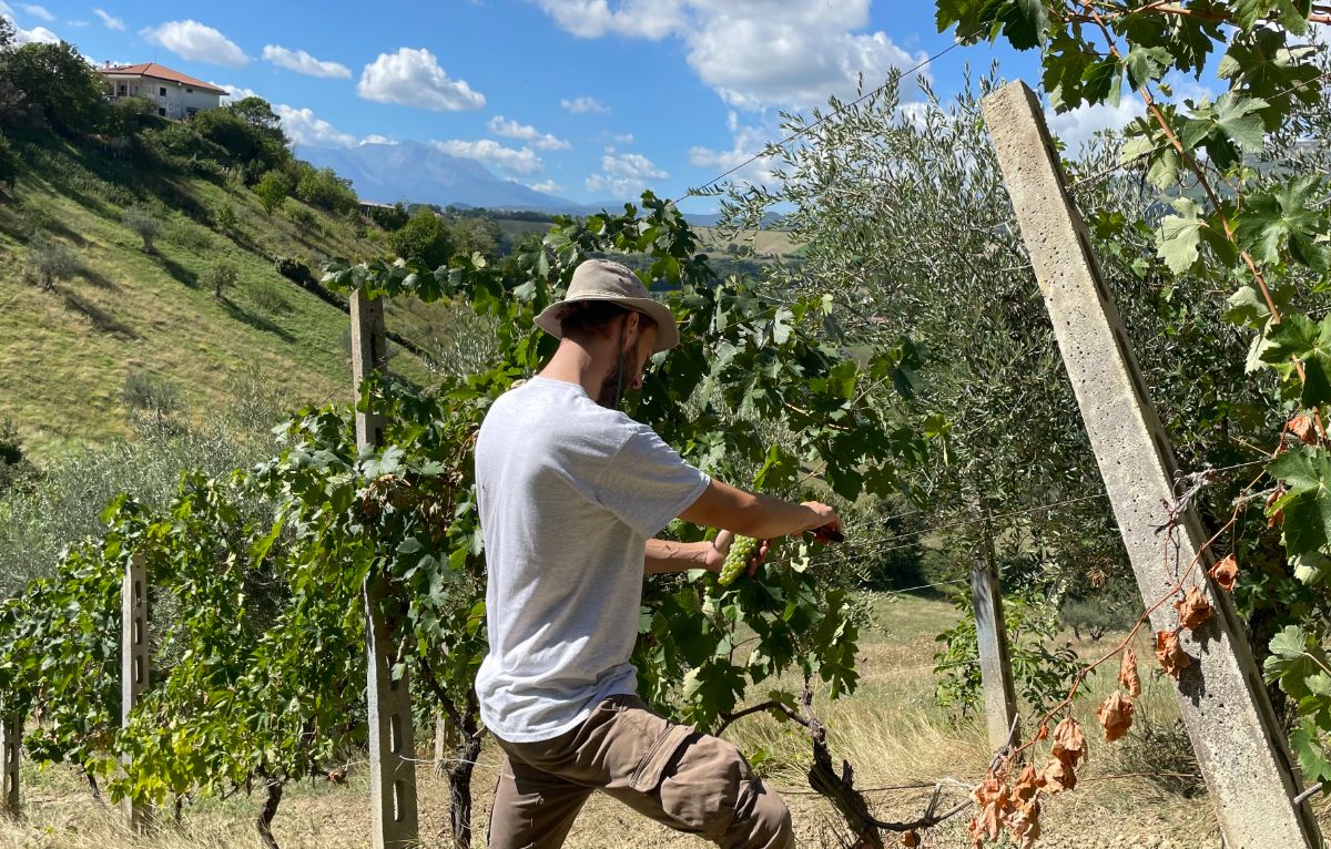 Marino harvesting his grapes